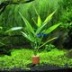thumbnail image 5 of Planta Acuática TFixol Simulación Verde, 5 of 5