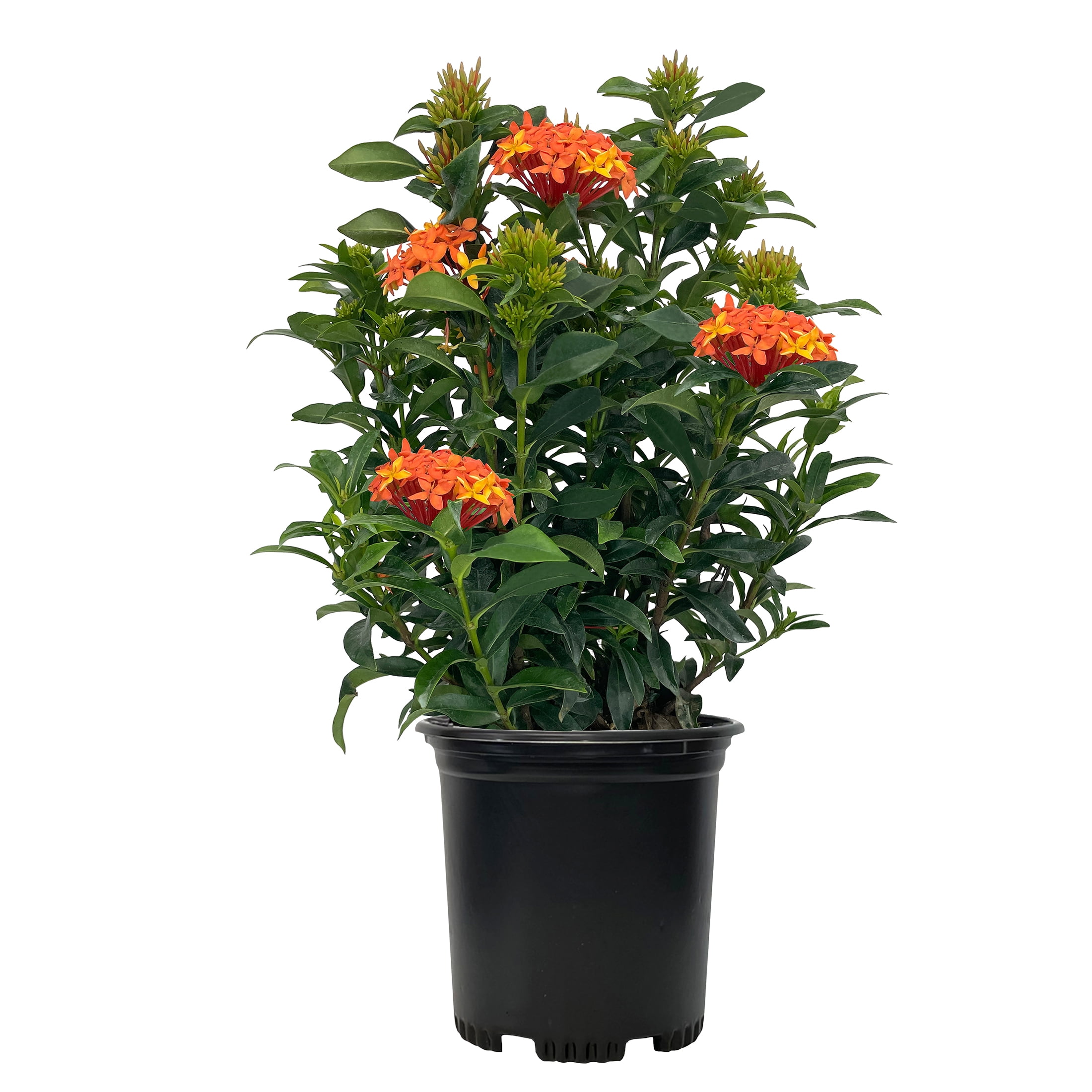 (5 pack) Nature's Way Farms Under The Florida Sun 2.5QT Dwarf Ixora Live Plant