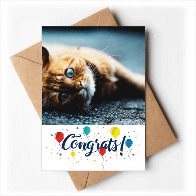 Animal Pure Blue Eye Cat Photograph Wedding Cards Congratulations Greeting Envelopes