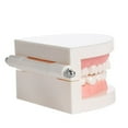thumbnail image 4 of Modèle de Dentier Dentaire Standard Audlt Outil d'Enseignement Médical Modèle de Dents, 4 of 5