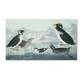 thumbnail image 2 of Trademark Fine Art "Black-Throated Guillemot" Canvas Art by John James Audubon, 2 of 4