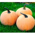 thumbnail image 4 of TomorrowSeeds - Winter Luxury Pie Pumpkin Seeds - 20+ Count - For 2026 Planting Gourmet Golden Fine, 4 of 9