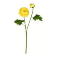 thumbnail image 1 of Vickerman 18.9 Pouces Tissu Artificiel Ranunculus Stem Jaune (Ensemble de 6), 1 of 3
