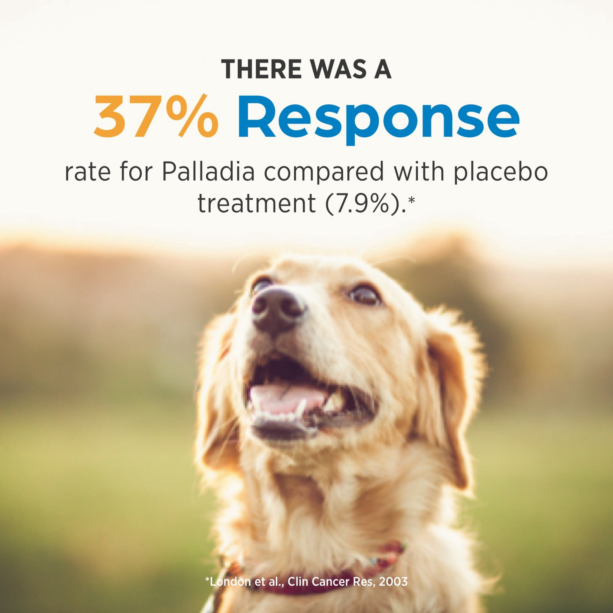 Palladia (Toceranib Phosphate) Tablets for Dogs, 15 mg (Orange)