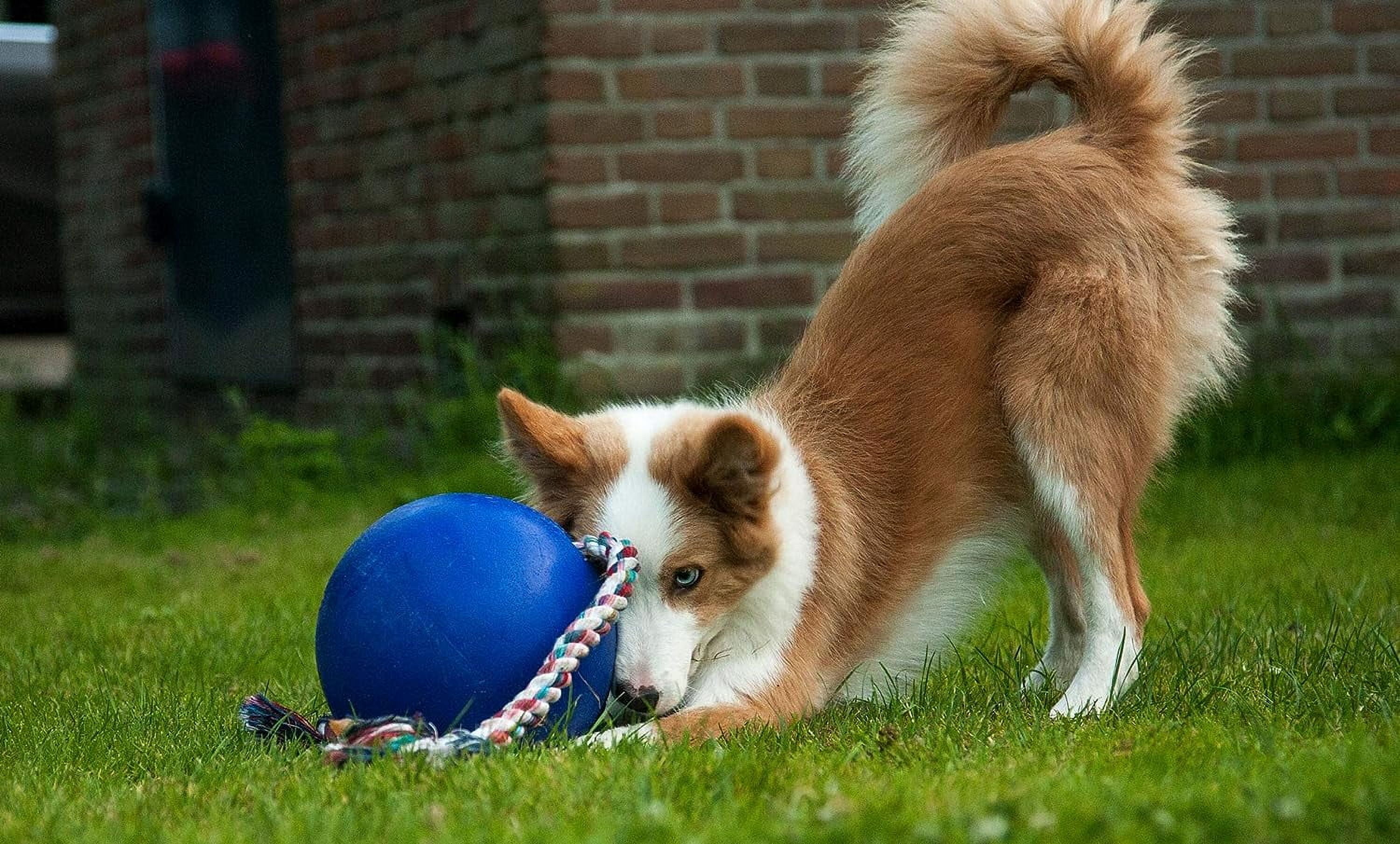 Jolly Pets Romp-n-Roll 8 inch Blue Rubber Ball with Rope for Dogs