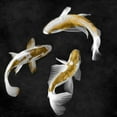 thumbnail image 3 of Blake, Madeline 12x12 Black Modern Framed Museum Art Print Titled - Koi Gold on Black II, 3 of 5