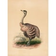 thumbnail image 3 of Joseph Wolf 14x18 Black Modern Framed Museum Art Print Titled - The Ostrich (1861-1867), 3 of 5