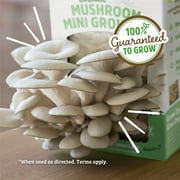 Back to the Roots Organic Pearl Oyster Mushroom Mini Grow Kit, for Indoor Gardening and Cooking