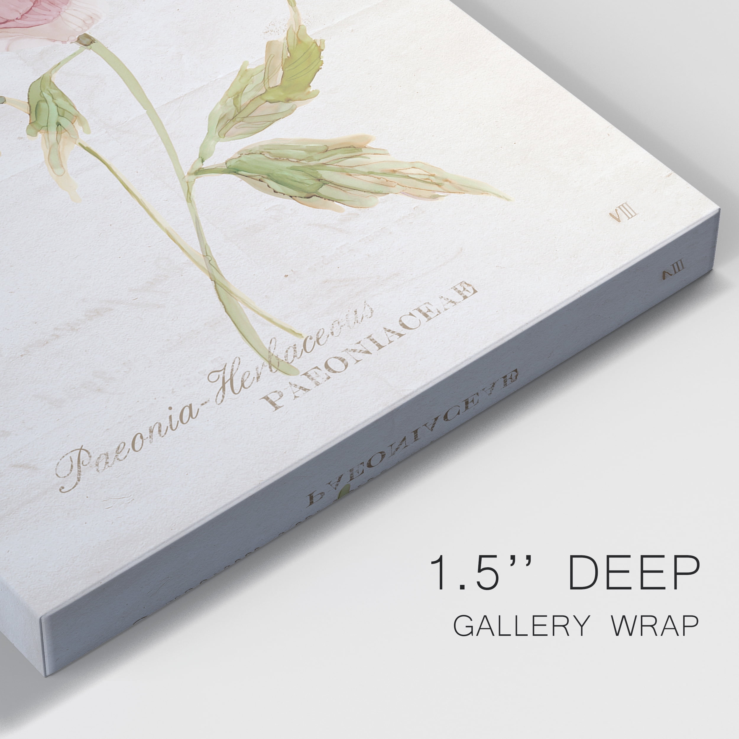 Soft Peony Premium Gallery Wrapped Canvas - Ready to Hang - 24 x 36