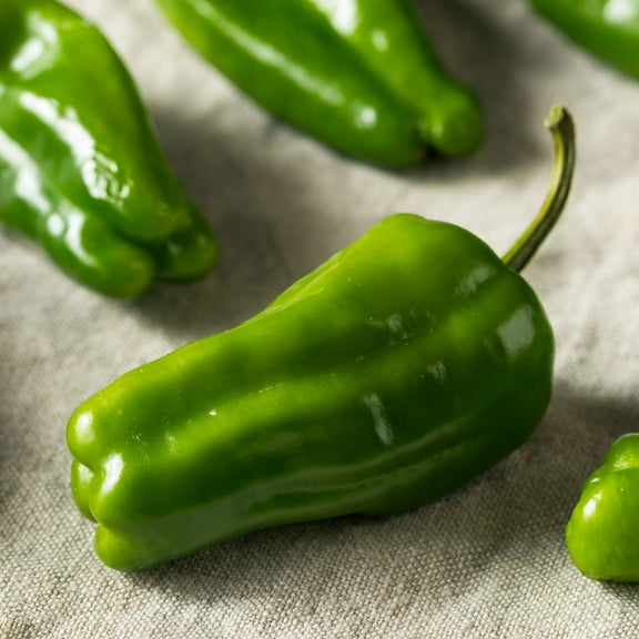 Pepper Seeds - Sweet - Cascadura - 500 Mg Packet ~90 Seeds - Capsicum annuum - Farm & Garden Vegetable Seeds - Non-GMO, Heirloom, Open Pollinated, Annual