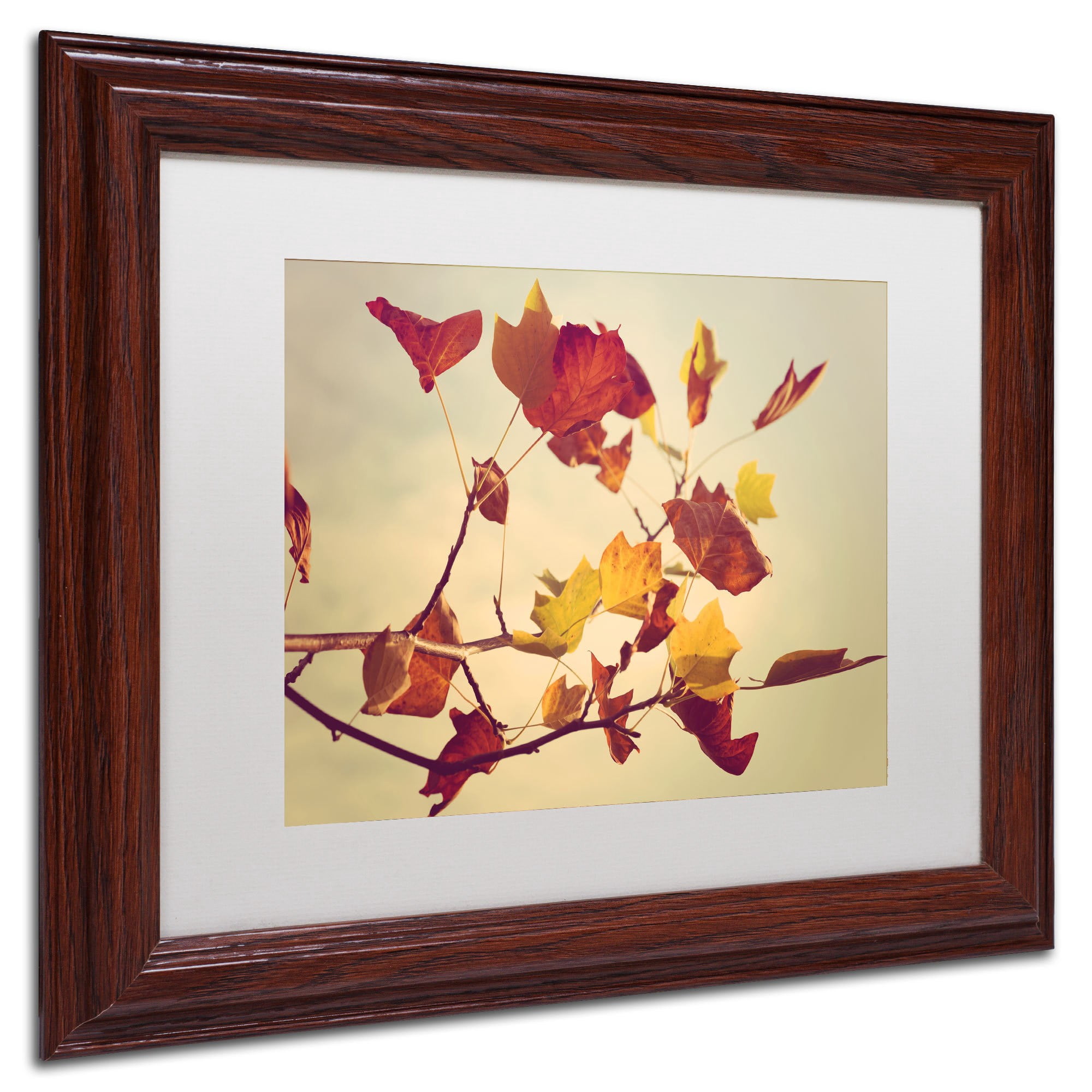 Trademark Fine Art "Still Fall II" Canvas Art by Philippe Sainte-Laudy, White Matte, Wood Frame