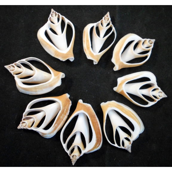 Set of 12 Center Cut Canarium Shells (2") Beach Crafts Coastal Cottage Decor Nautical Art Ornament Making Aquarium Deco