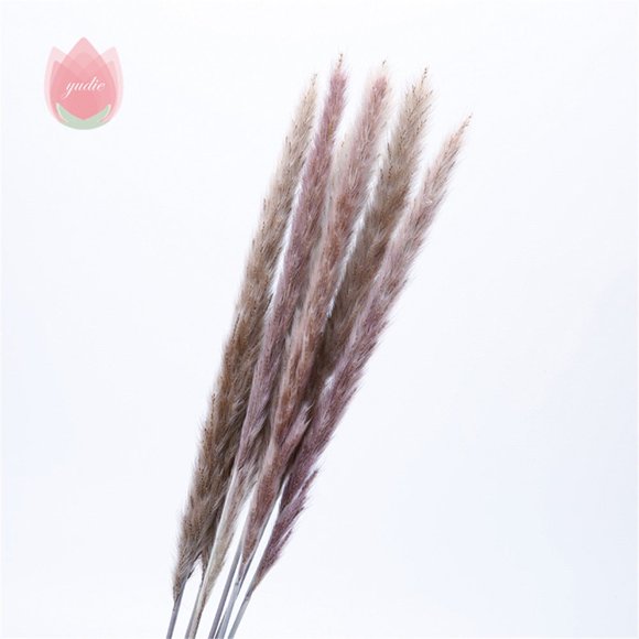 Natural Dried Flowers Rab Tail Grass Eucalyptus Bunch For Diy Home Wedding Decor
