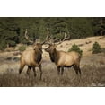 thumbnail image 2 of Drost, David 18x13 White Modern Wood Framed Museum Art Print Titled - Elk Study IV, 2 of 4