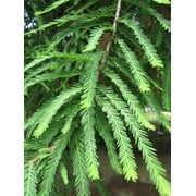 Montezuma Cypress | Medium Tree Seedling | The Jonsteen Company