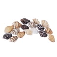 thumbnail image 3 of Conchas marinas en espiral naturales PPCLION 5000 piezas para manualidades, 3 of 7