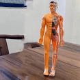 thumbnail image 6 of 3D Human Body Model for Kid Anatomy Skeleton DIY Organ Assembly Educational School Biological Teaching Aids Tool, 6 of 6