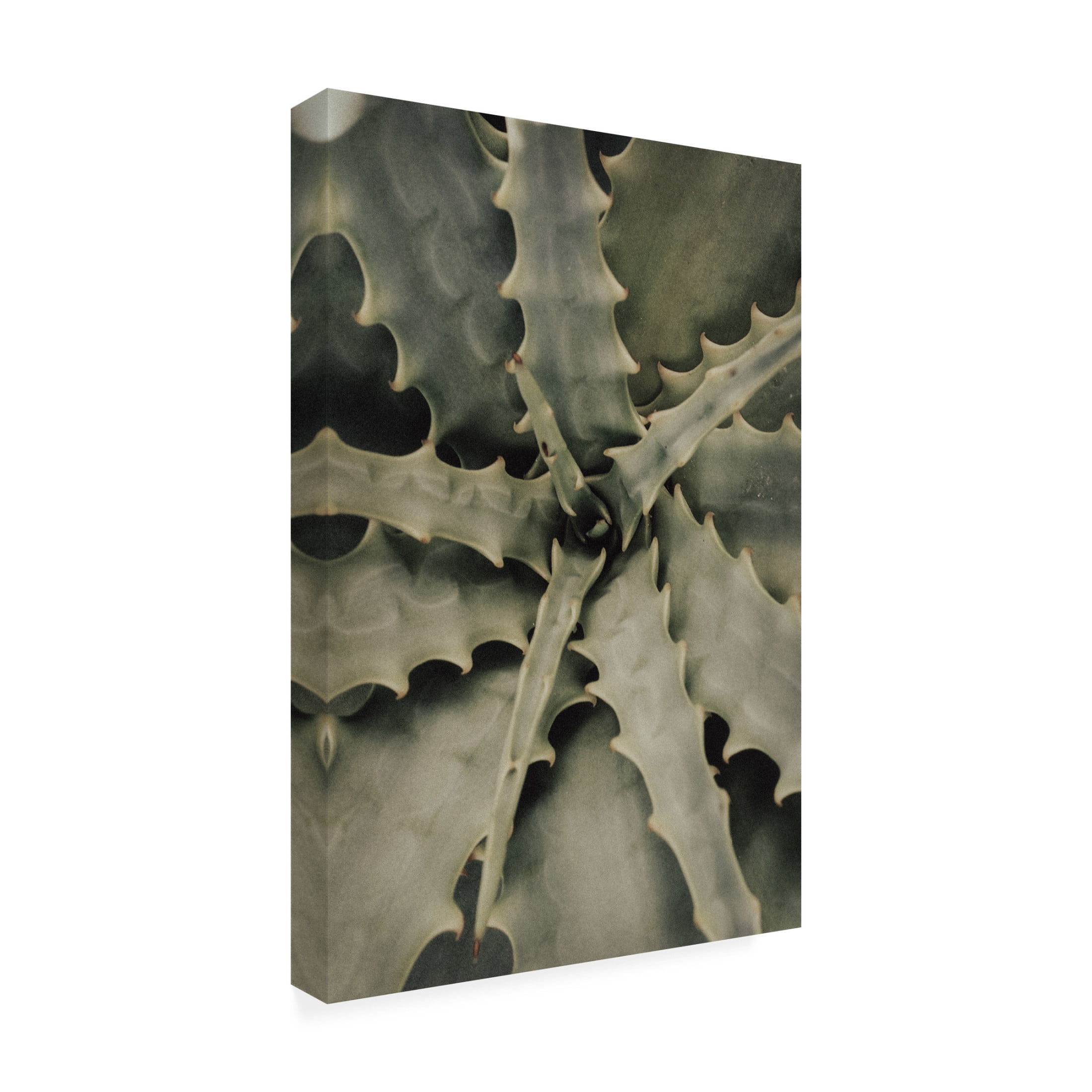 Trademark Fine Art Pictufy Studio III Aloe 2 Canvas Wall Art