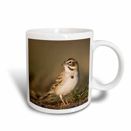 Vintage Drinking Bird 3dRose Lark Sparrow bird drinking, Hill Country, Texas - NA02 RNU0175 - Rolf Nussbaumer, Ceramic Mug, 15-ounce ()