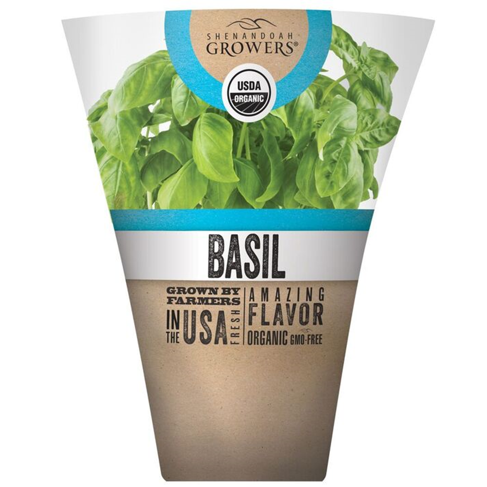 Organic Basil Live Plant, 1 ea