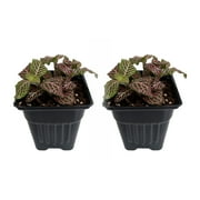 Pink Veined Nerve Plant - Fittonia - Easy House Plant - 2 Pack / 3" Pots