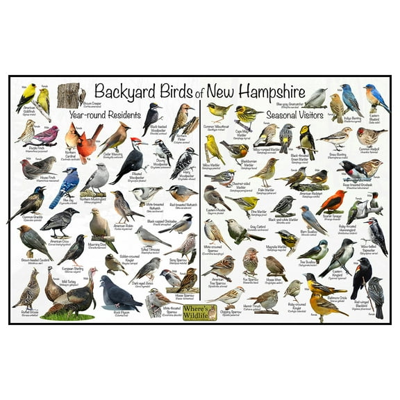 Backyard Birds of New Hampshire Bird Identification Poster - Birdwatching Nature Chart