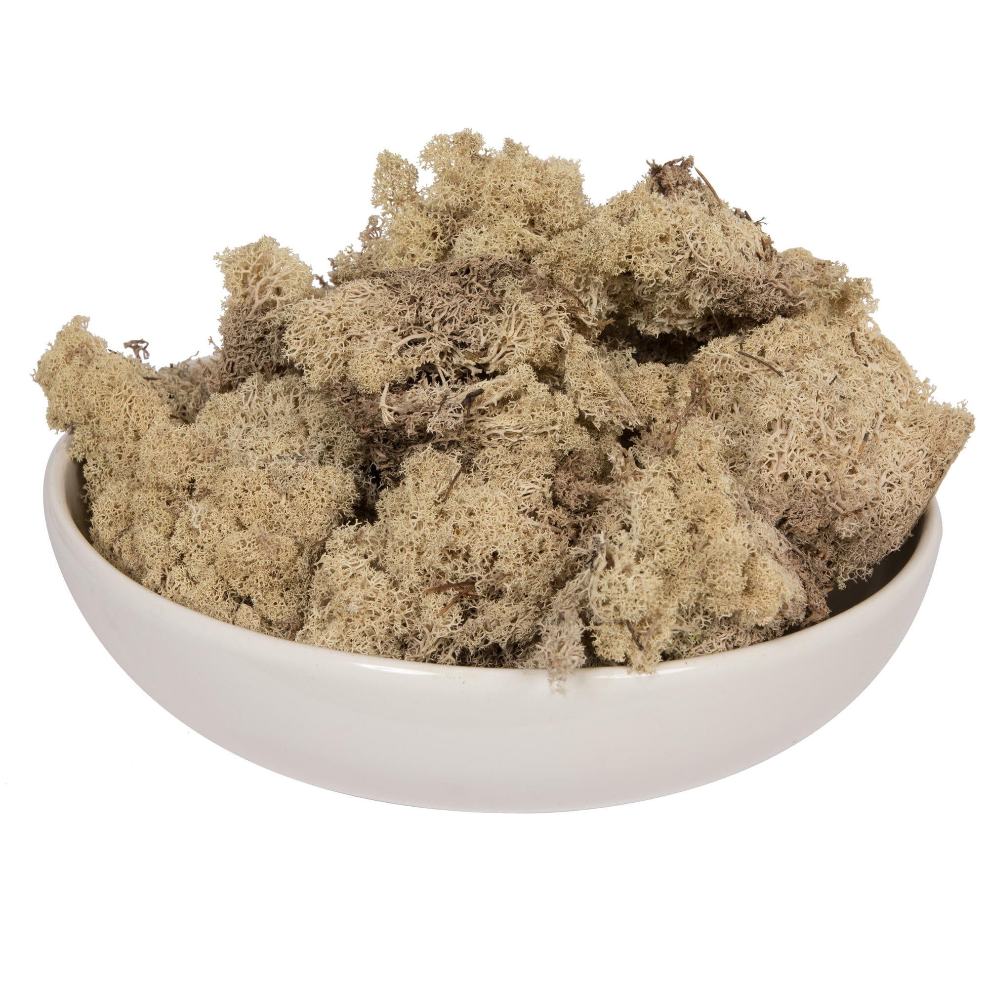 Vickerman Natural Preserved Reindeer Moss 2 Lbs Box