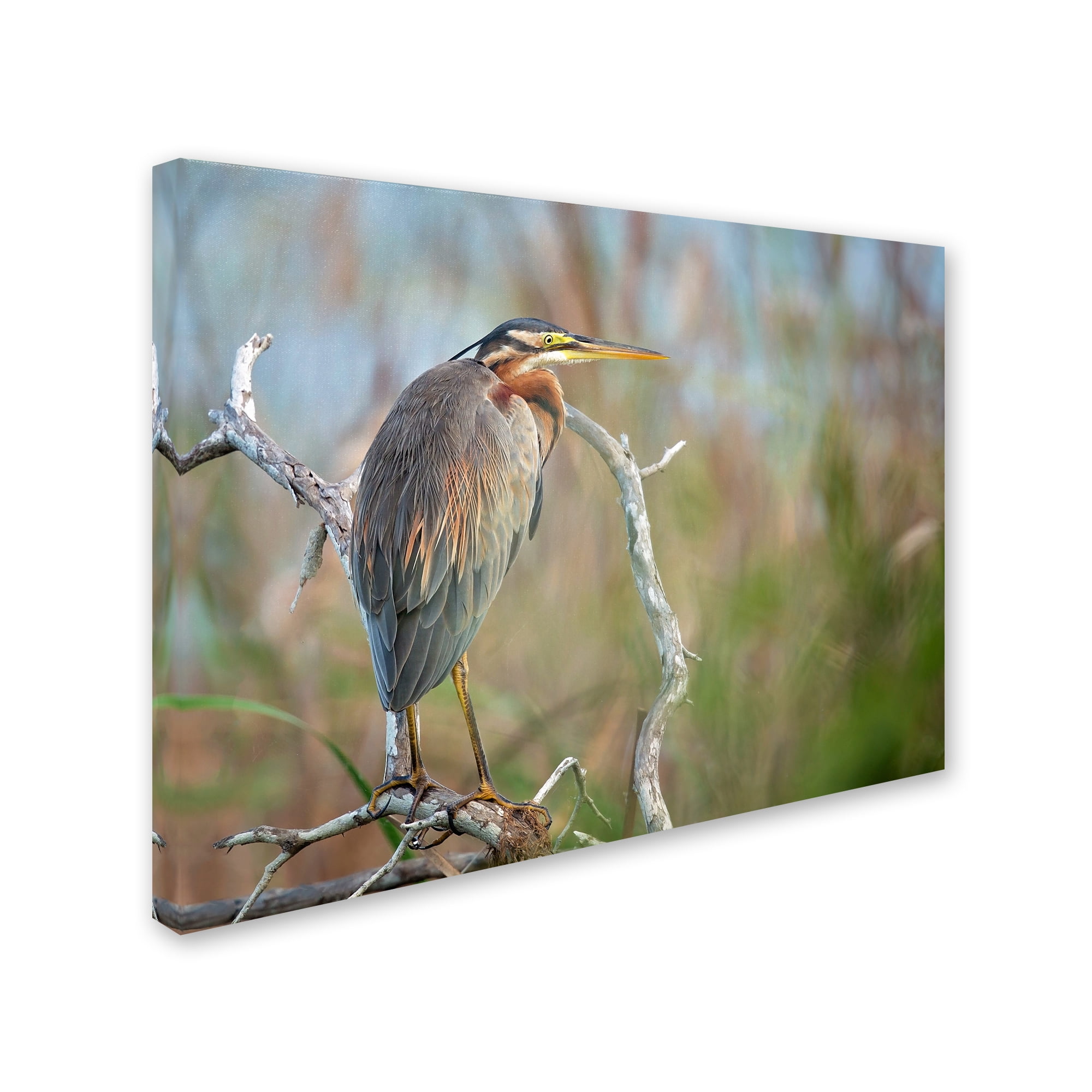 Milan Zygmunt 'Purple Heron' Canvas Art
