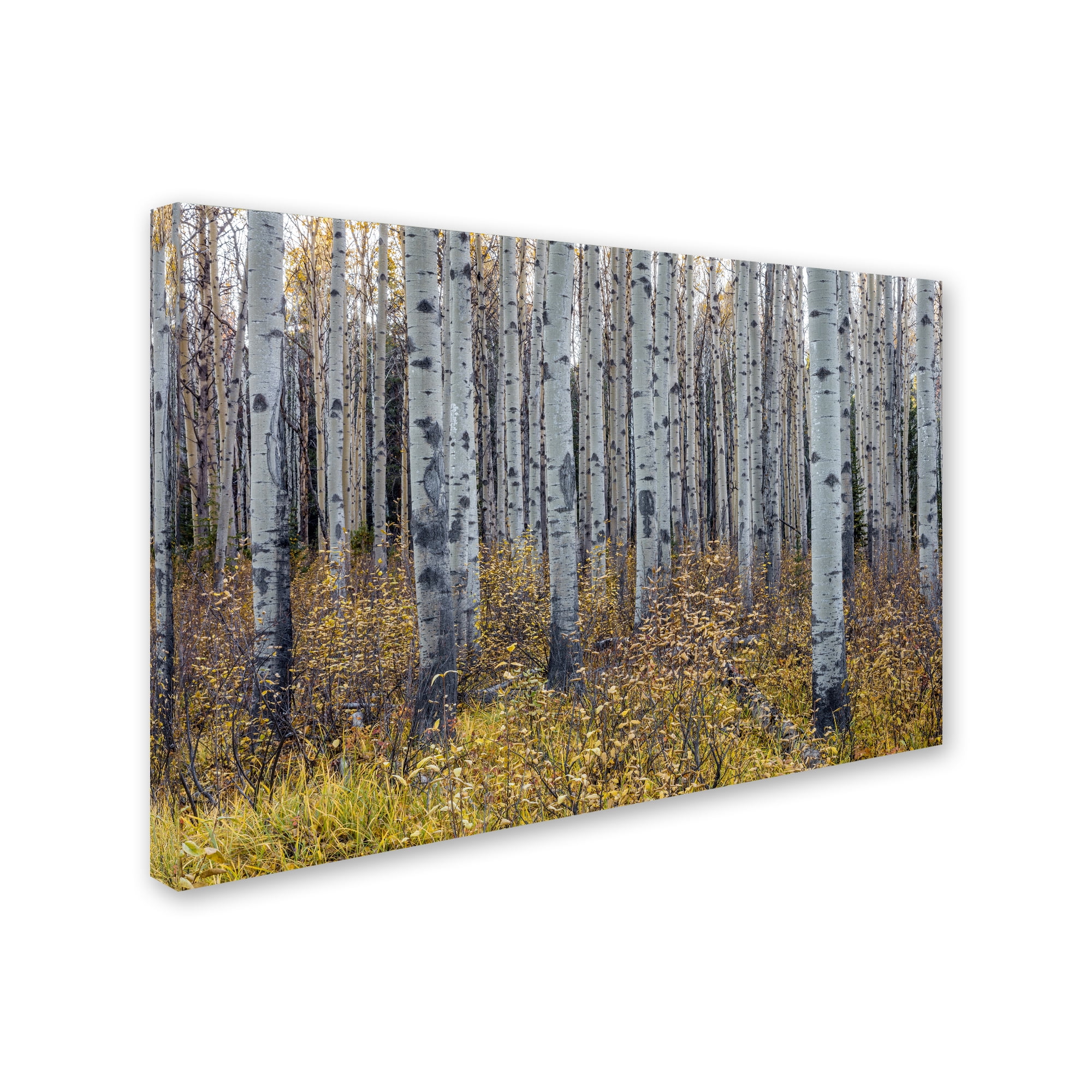 Pierre Leclerc 'Aspen Trees in Autumn' Canvas Art 16 x 24