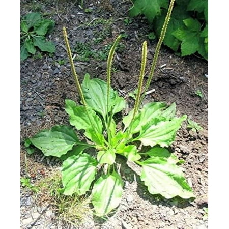 Bayarde Services 100 Broadleaf Plantain 'Plantago Major' Plant Seeds