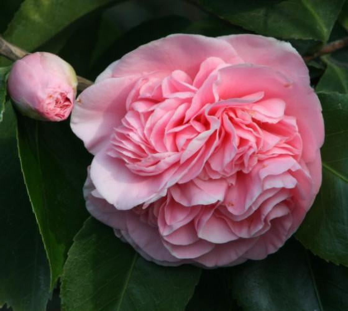 Buy 1 Camellia japonica - Japanese Camellia - Jiffy Plants Buy 1 Camellia japonica - Japanese Camellia - Jiffy Plants
