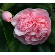 ( 1 ) - Debutante Pink Camellia Japonica - Starter Plant ( 4L ) ( 1 live plant )