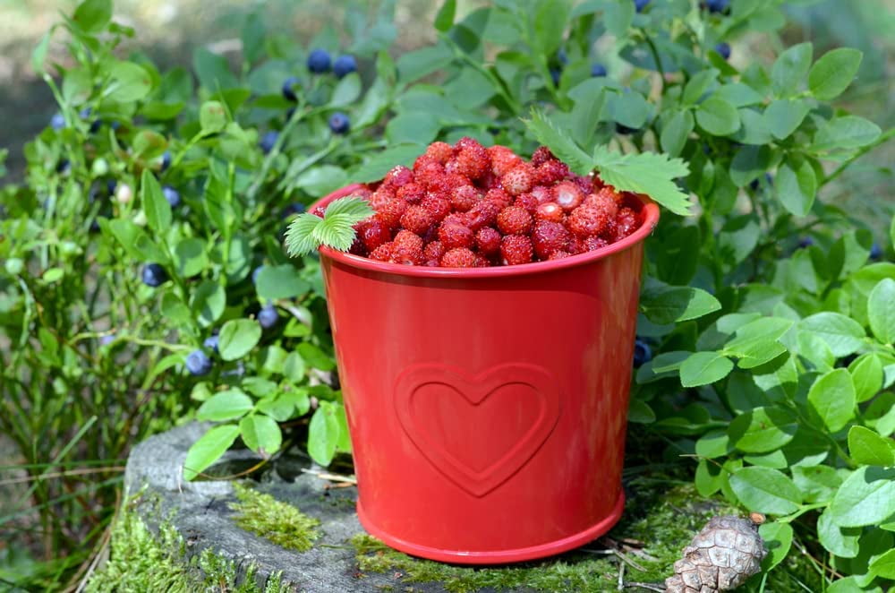 　ワイルドストロベリー CZ Grain Wild Strawberry Seeds, 100+ Heirloom, Fragaria