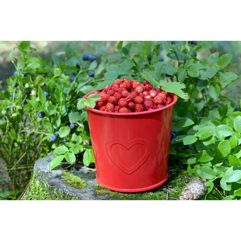 CZ Grain Wild Strawberry Seeds, 100+ Heirloom, Fragaria Vesca