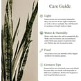 thumbnail image 3 of American Plant Exchange Sansevieria Zeylanica Snake Plant in 10" Pot, Green & White Striped Foliage, Low-Light, Easy Care Houseplant, 3 of 5