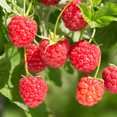 thumbnail image 2 of Van Zyverden Raspberry Amity Dormant Perennial Plant Root GMO Free Full Sun; 6+ Hrs, Red, 2 of 9