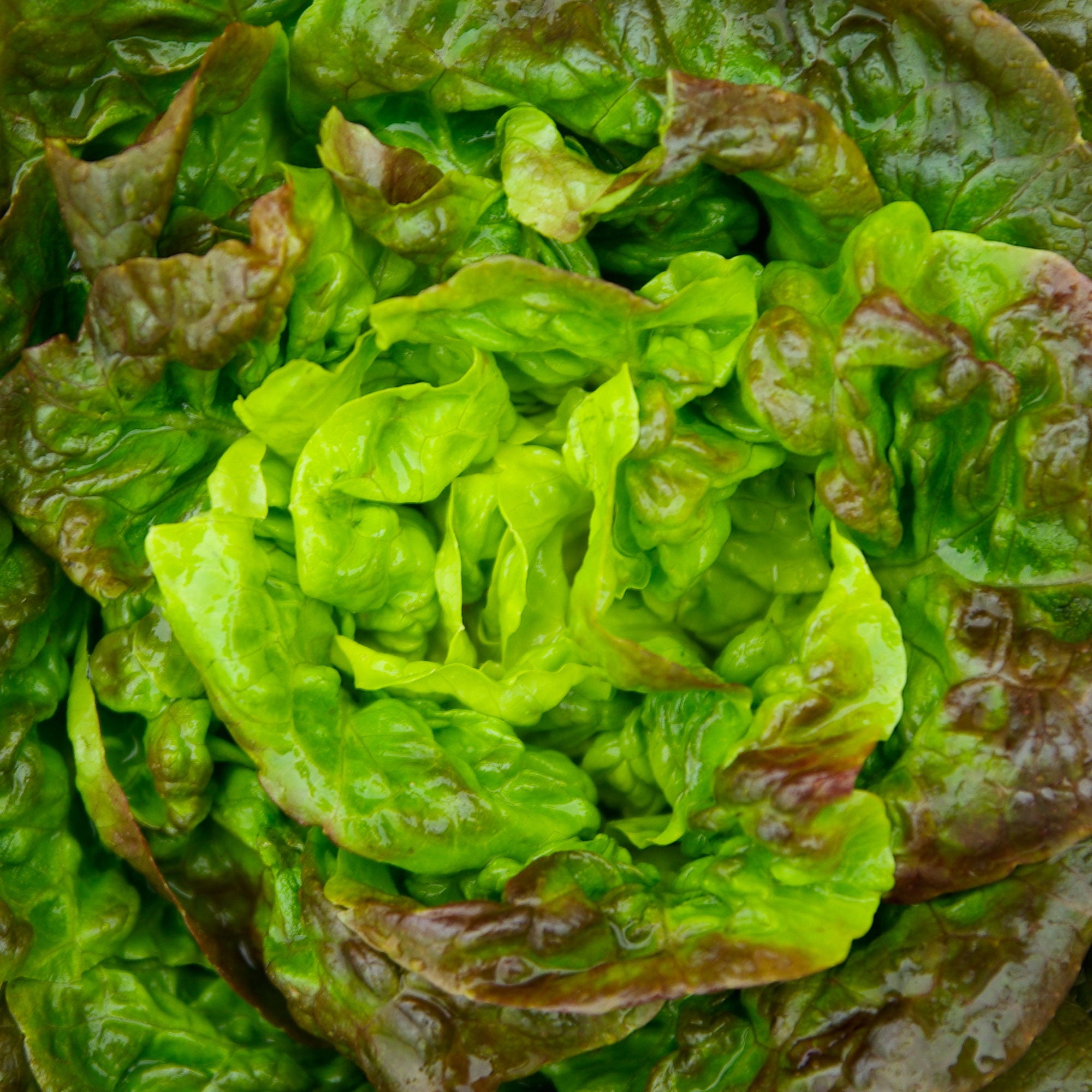 Lettuce Seeds Butterhead Bronze 1 g Packet 900 Seeds