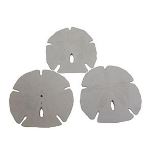 U.S. Shell 08020 Arrowhead Sanddollar - 3 Pièces