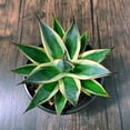 thumbnail image 4 of MicroStarts Live California Glow Agave - 4 Succulent Plants in 4 inch pots, 4 of 6