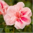 thumbnail image 2 of Encore Azalea Autumn Belle (1 Gallon) Pink Flowering Shrub - Full Sun Live Outdoor Plant, 2 of 10