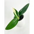 thumbnail image 6 of Bumble Plants Monstera Standleyana Albo Variegata Live Plant in 4" Nursery Pot, 6 of 7