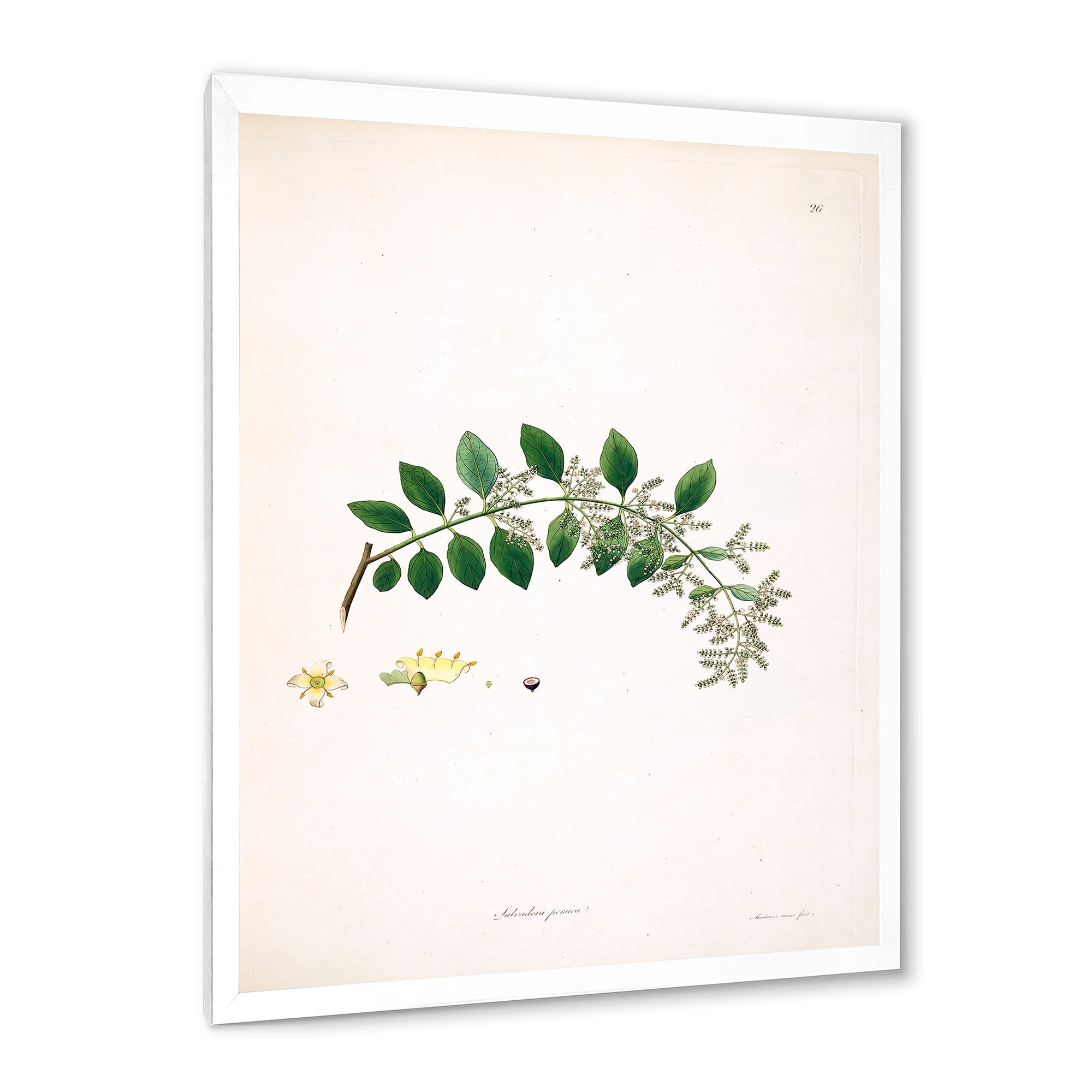 Designart 'Ancient Plant Life XVIII' Farmhouse Framed Art Print