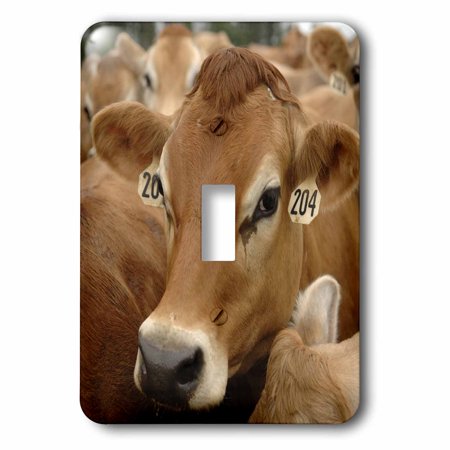 3dRose Jersey Dairy Cows, Rib Lake, Wisconsin - US50 KRS0004 - Keith and Rebecca Snell, Single Toggle Switch