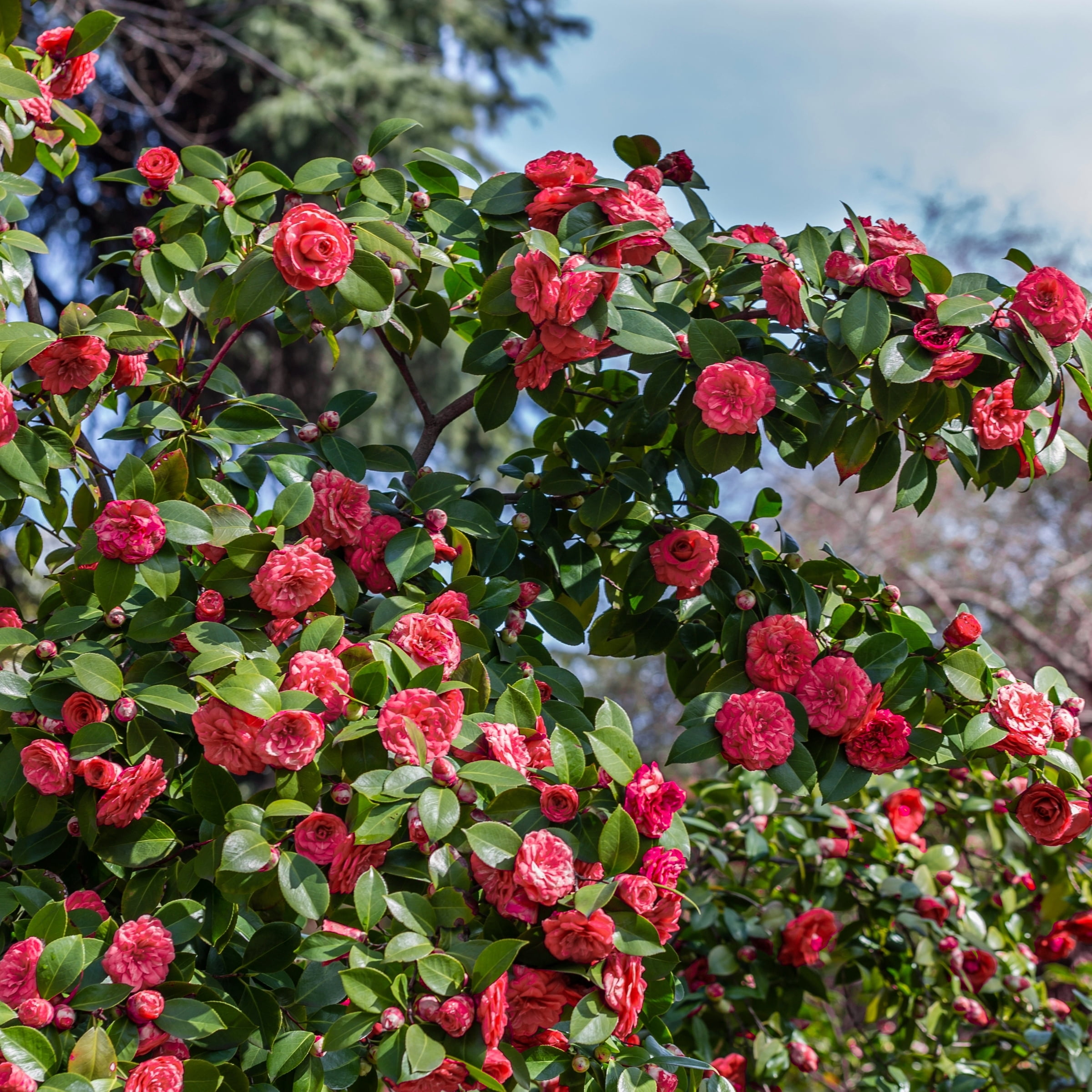 1 gal Camellia Sasanqua Live Shrub with Partial Shade