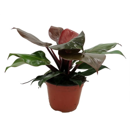 Rare Cherry Red Philodendron - 6" Pot - Collector's Series