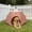 Brown, variant on Indoor & Outdoor Pet Tent, Cat Hut, Cat Cave, Kitten Bed with Removable Washable Cover, Pet Beds for Cats and Small Dogs