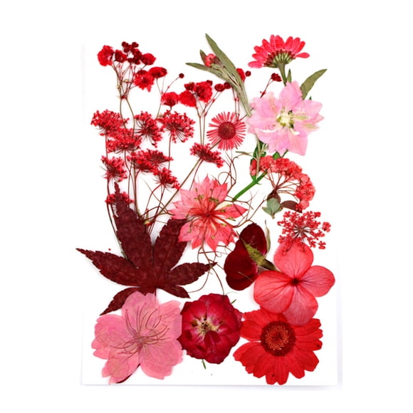Dried Flowers Set Tools Makeup Real Flower Decal Handicraft material; good design; Materials Colorful Pressed Specimen Label Art Decorations Red