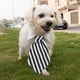 thumbnail image 5 of Corbata ajustable para perro y gato, ropa para perro y mascota, collar blanco, 5 of 5