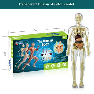 Acheter Apprentissage éducatif bricolage assemblage jouets Kits corps orgue  outils d'enseignement médical Puzzle 3D modèle d'anatomie du corps humain  jouet