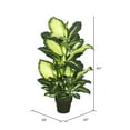 thumbnail image 3 of Vickerman 40" Artificial Green and White Dieffenbachia., 3 of 4